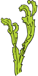seaweed 32720 640